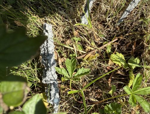 EPS (Expandierter Polystyrol Hartschaum)